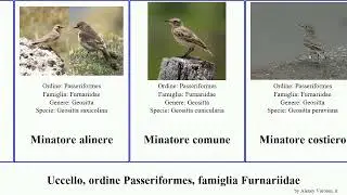 Uccello, ordine Passeriformes, famiglia Furnariidae codaspino rampicatore spigolafoglie canestraio