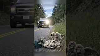 Baby Owls Wait as Their Mother Is Rescued by a Stranger