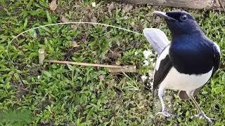 How To Make Easy Bird Trap || How To Make Survival Bird Trap #birds #birdlovers #trap #birdtrap