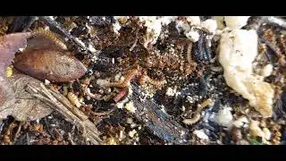 Bugs Under a Rock Found while Mushroom Hunting