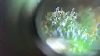 TRICOMAS &Acirc;MBAR COMO SABER O TEMPO CERTO??