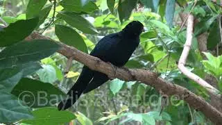 Western Koel, Malaysia. 20190207_092900.uhd
