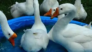 #GEESE, #GEESE, #GEESE.  A Family of 3 and Now 17! Update on adopted kitty!