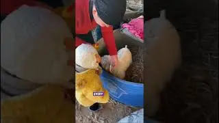 #домашниеживотные #животные #длятебя #милый #смешной #короткоевидео