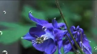 Tears of Dew (SykesVR3D Proton Sound )