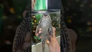 Limpia tu pecera o acabas con tus peces