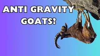Mountain Goat - the true anti gravity animals in the world