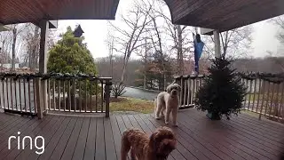 Watch These Pups&rsquo; Reaction When Their Owner Talks to Them on Ring Video Doorbell | RingTV