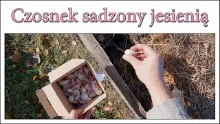 Czosnek sadzony jesienią - Ogrodowe pierdamony 128