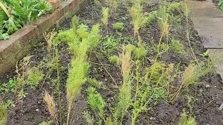 My favourite bed of asparagus 
