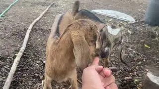 FUI BUSCAR COCO PARA FAZER GELINHO ✅