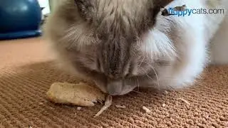 Healthy Cat Treat: Whole Life Pet realFoodie Treats Unboxing