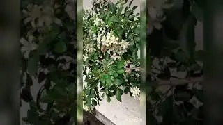 Tanaman hias kemuning di pinggir jalan, full bunga, wangi dan cantik