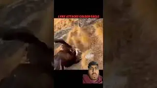 LYNX VS 🦅 #wildlife #animals #wildanimals #funny #music #phonk #slowedandreverb #youtubeshorts #tre