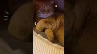 Adorable Fluffy Paws of Benny the Cat 😻 | Cute & Heartwarming Moments!