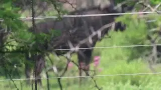 Blue Wildebeest call (Bellow)