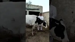 Farisan Cow for sale location pull qambar Mandi