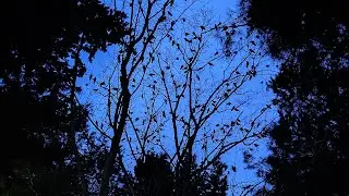 Western / Eurasian Jackdaw (Bird flock call sound in a city park)