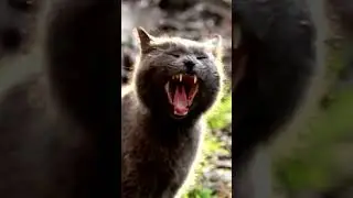 Твой кот не мстит! #youtube shorts# shortsfeed #shortsfun #shortschallenge #cat #cats #факты #вируc