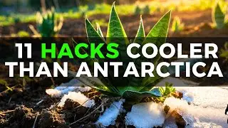 Snake Plant Winter Proof: 11 Hacks Colder Than Antarctica ❄️