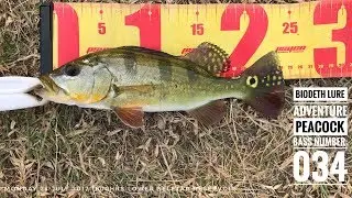 The Mat Rock Angler Chronicles Episode #19: Hiatus [PEACOCK BASS SINGAPORE]