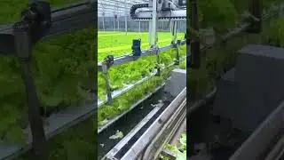Culture des salades - Comment la laitue hydroponique est r&eacute;colt&eacute;e  #technologie #science