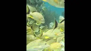 French Grunt #coral #reef #fish #underwater