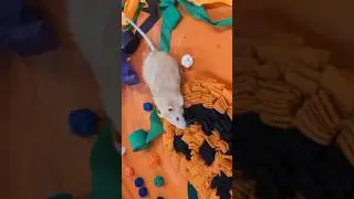 Grateful for ALL RATS!! #petrats #funnyanimals #pets #cutepets #iloverats