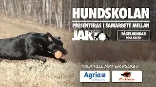 Hundskolan: Lydnadsapportering - Inledande övningar