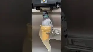 Pigeon Soft-Serve?! The Bird That Came Out of an Ice Cream Machine