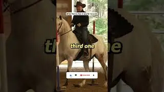Blind horse with 3 world records! #blind #horse #worldrecord