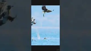 The ultimate hunting prowess of the eagle. #animals #eagles