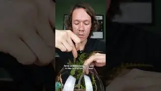 micro non-vegan snail terrarium