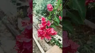 Buganvilla con lluvia de agua #buganvilla #agua #lluvia