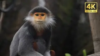 Forest animals documentary cinematic look 4K ULTRA HD 60 FPS