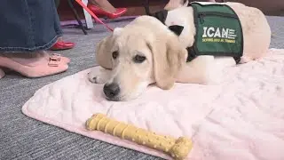ICAN selling puppy love Valentines boxes to raise money for training service dogs