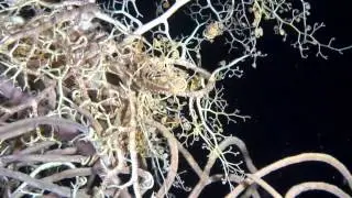 Night Diving Critters on a scuba night dive