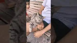 Eva the cat sits on dads lap,😻