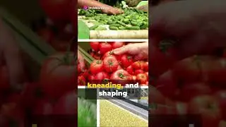 Modern Food Tech: Processing Machines Unveiled