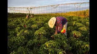 Three Goals for a Regenerative Agriculture System