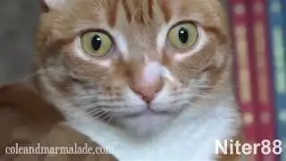 Cat mind blown - Shooting stars MEME