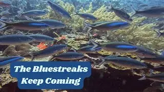 The Bluestreaks Keep Coming!