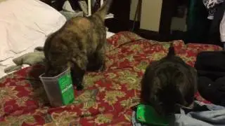 Resourceful Cat gets into the Kitty Treats