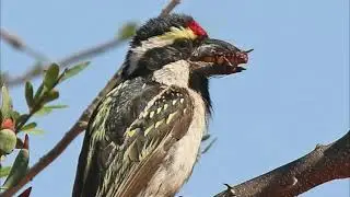 Acacia Pied Barbet Song -  Sounds - Call - Singing - Voice - Vocals