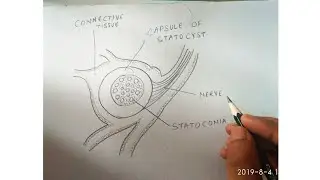 how to draw pila statocyst