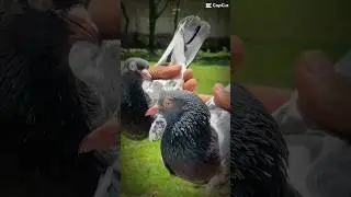 #chirimari #lahori #bird #pigeon #pigeonwings #birdspecies #whitepigeon #pigeonlover #pigeonbird