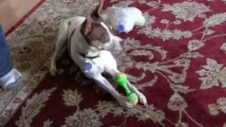 Chip chews & plays 