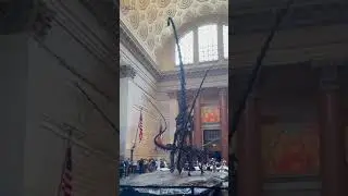 Dinosaur Skeleton-1/American Museum of Natural History, New York