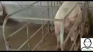 Ang bibilis lumaki ng baboy ni ka kalbs