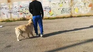 Come Addestrare un Cane? - 